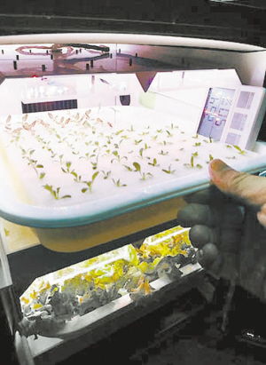 家庭植物工廠 網(wǎng)絡(luò)科技賦能現(xiàn)代農(nóng)業(yè)新篇章